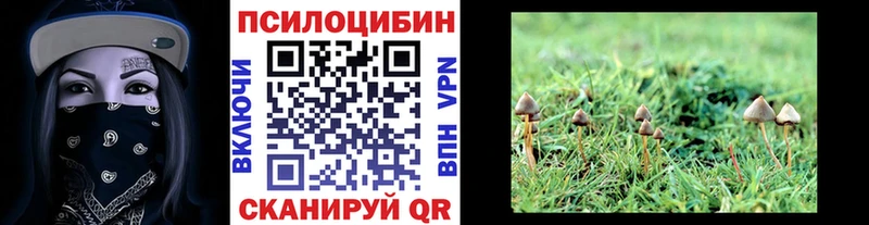 Псилоцибиновые грибы Cubensis Красково